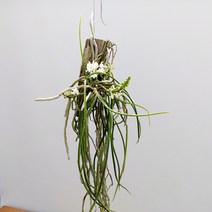 덴드로비움 세이덴파데니아 미트라타 알바 목부작 인테리어식물