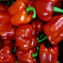 (가락시장까망콩)당일경매 신선한 빨강 파프리카 1kg