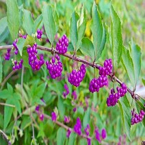 충주원예조경 / 좀작살나무 / 1m / 10주, 주