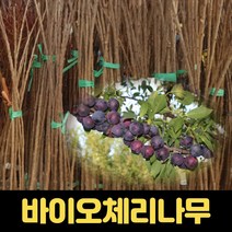 체리나무 과일나무 묘목 바이오체리 1년생, 1개