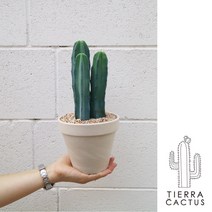 통통 멕시코 용신목 군생 선인장L - 화분2type, 화이트 마블 토분(받침 불포함)