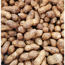 2023년 햇땅콩 1kg 생땅콩 국내산 삶아먹는 피땅콩 생 땅콩 국산햇땅콩피땅콩 생땅콩국산 땅콩생 국산땅콩, 1개