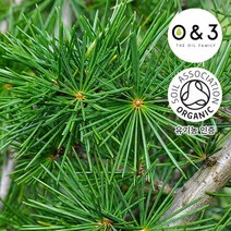 [GO5109 천연화장품비누재료] 시더우드 (ORGANIC CEDARWOOD ATLAS)-O&3 유기농, 50ml