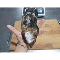 MD 담치 제철 자연산 홍합 1kg, 1, 본상품선택