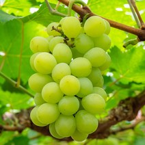 씨없는 고당도 최상품 샤인머스켓 750g 1수, 단품