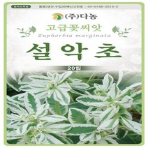 다-설악초 20립
