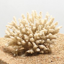 웰컴펫 꽃산호(소) 5cm 전후, 1개