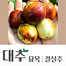 [경민농원]왕대추 복조대추(4년 결실주) 분, 왕대추, R3~4점