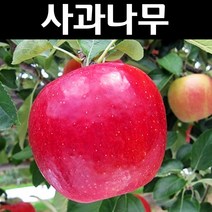 사과/아리수 나무 묘목 대목M26 접목1년 뿌리 특묘 1개/유실수/과수