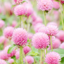 [모야모 꽃씨] 천일홍 5색 씨앗, 1개