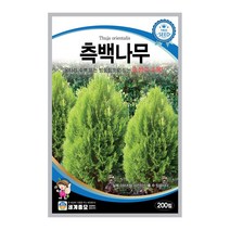 모칸도 세계종묘 나무씨앗 측백나무 200립, 1개