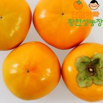 단감아빠 황현성농장 창원 태추단감 5KG, 대과( 18~22과), 1개