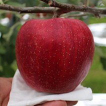 청송사과 22년 꿀사과 부사 10kg 5kg 껍질째먹는 가정용 흠집 사과, 가정용 흠집사과(소과)5KG(21과~23과)