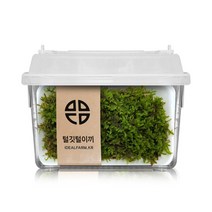 털깃털이끼 관찰세트 자연과학 공기정화, 단품