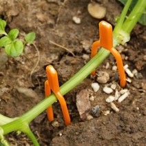 식물 넝쿨 덩쿨 줄기 고정 클립 핀 50P DD-11379, 단품