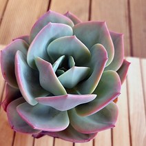 백봉 키우기 잎장보다 튼실한 몸통 다육식물130 랜덤, 단품, 1개