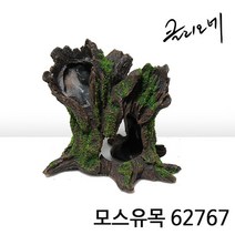 클리오레 모스유목 H 62767