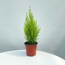 팡팡플랜트 공기정화식물 율마 10cm