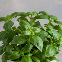 모종/허브 바질/포트묘(10cm)/5주 KJ1273