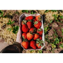 설향 고령 딸기 최상급 프리미엄 당도보장 딸기 800g 1.6kg 내외, 1팩 800g 내외 (24구~28구), 1개