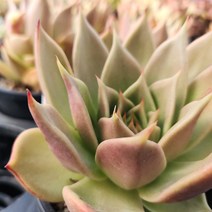 다육세상 제이드스타중품, 1개