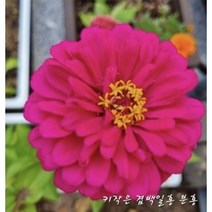 꽃씨앗 미니 겹 백일홍 핑크 (10립) -일년초, 1개