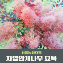 서울농원묘목/자엽안개나무 묘목 조경수 관상수 안개나무 신품종, 1개