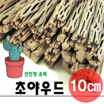 초야우드 10cm / 선인장유목 초야유목