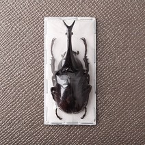 Xylotrupes lorquini 로르큐이니장수풍뎅이 건조표본 곤추표본, 65mm+(23/01 신규수입)