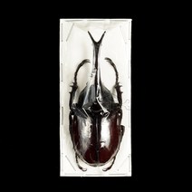 Xylotrupes gideon gideon 기데온장수풍뎅이 원명아종 건조 표본, 60mm+