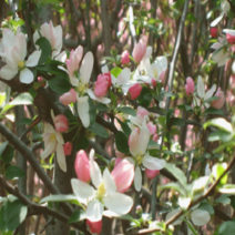 [가산원예조경] 꽃사과(애기사과) 접목1년특묘 5주묶음