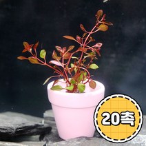 미미팜스 무결점 루드위지아 슈퍼레드 수초 20뿌리, 단품