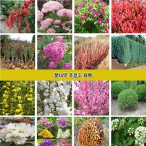 꽃나무 조경수묘목 장미 조팝나무 꽃댕강나무 회양목 측백나무 편백나무 개나리 진달래 철쭉 영산홍 매화나무 벚나무 능소화 치자나무 남천 함박꽃 목단 배롱나무 홍도화 라일락, 소나무3년생 50~60cm