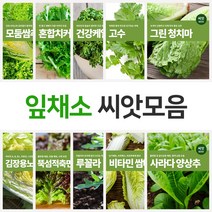 잎채소 쌈채소 씨앗 모음, 권농빨강배추