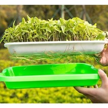 집에서새싹키우기 채소실내재배기 주택 아파트, 색상랜덤발송