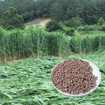수단그라스 종자 2kg - 녹비작물 토양개량, 1개