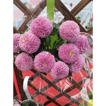 이중 꽃잎 탁구 국화 종자 탁구 국화 종자 구형 국화 묘목 중 국화 화분 긴 개화 기간 백설 공주 30 캡슐, 섬세한 30 캡슐