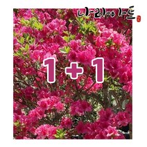 [왜철쭉1+1]특가이벤트 조경나무 묘목 서감철쭉 석암철쭉 분재묘목 분재 나라아트, 01.왜철쭉1+1[특가할인]