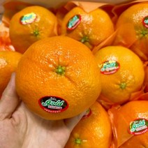 제주도 제주 레드향 5kg 선물용 대과 보자기포함 선물세트, 본상품