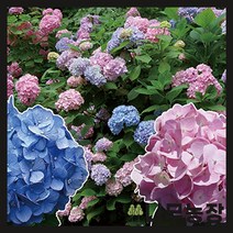 (나무농장) 수국 엔들레스썸머( 오리지널 ) 2L 포트