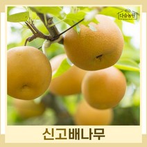 배나무 묘목 신고 R3cm 결실주(분) 1개