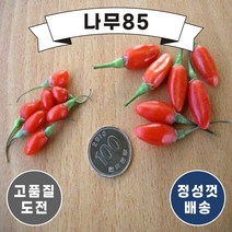 (나무85) 슈퍼왕구기자나무 묘목, 1. 슈퍼왕구기자 삽목 2년 (3주묶음)