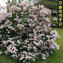 미스김 라일락 삽목 분묘, 2. H0.5m 분묘