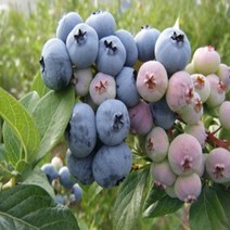 NM블루베리묘목 블루베리 나무 묘목 불루베리묘목 30센치, 1개