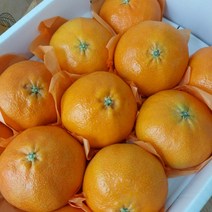 제주 프리미엄 레드향 선물세트 천혜향 고당도 한라봉 산지직송 황금향, 9. 한라봉 중대과 3kg (11~17과)