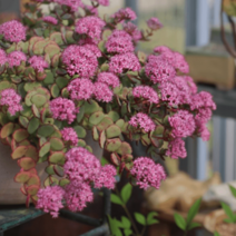 세잎꿩의비름 [3포트] (복남이네 야생화 모종 노지월동 다육 바위솔 succulent), 1개