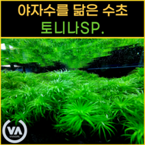 [비바소녀] 야자수를 닮은 토니나 sp. (6촉) / 인기수초 국민수초 초보수초 레이아웃, 토니나sp.(6촉)
