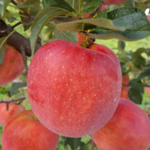 [밀양산지직송]얼음골 부사 사과 5kg 10kg(대 중 소)(햇사과 꿀사과), 13과(*대)