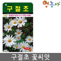 구절초 씨앗 1000립