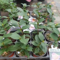 식물도매 대량구매 서향동백나무 소품 야생화 15~35cm 99, 20개